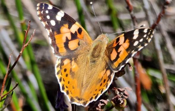 Butterfly occurring most widespread on earth?